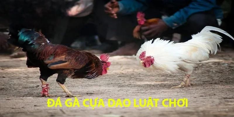 Luật chơi cụ thể nhất của hình thức đá gà cựa dao